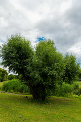 Unique tree formation stands out against cloudy sky in a vibrant green landscape