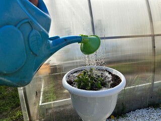 Watering plants or flowers from watering cans in pots in the greenhouse
