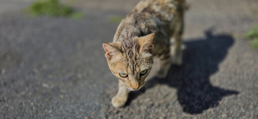 A kitten strolling along the asphalt street, under the sun