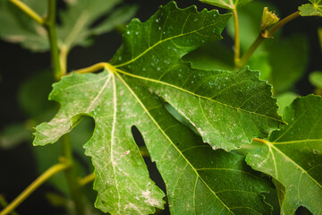 Lush green fig leaves basking in natural light with intricate textures highlighting the beauty of nature