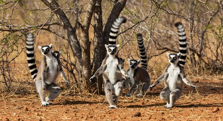 A group of ring-tailed lemurs gather in a dry savanna habitat with their unique striped tails.