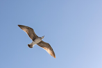 Seagulls fly freely in the sky