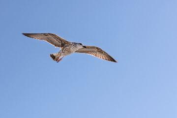 Seagulls fly freely in the sky