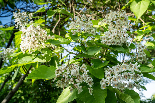 Catalpa (Katalpa) tree. The flowers are white or cream colored. One of the most common species is the Southern Catalpa bignonioides or the Chinese Catalpa ovata.