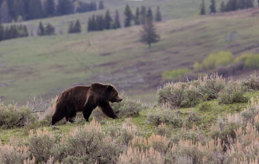 Grizzly Bear in Springtime in Yellowstone National Park Wyoming
