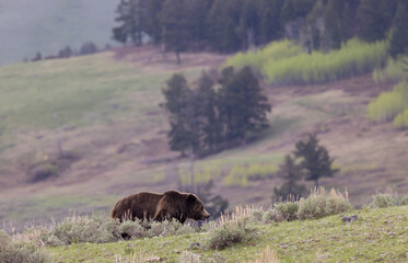 Grizzly Bear in Springtime in Yellowstone National Park Wyoming