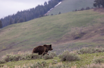 Grizzly Bear in Springtime in Yellowstone National Park Wyoming