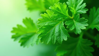 Intricate parsley leaf detail, vibrant green hues, vivid, bright, cooking