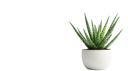 A set of aloe vera plant in a sleek, minimalist pot, isolated on a clean white background for a fresh, modern aesthetic isolated on a transparent background