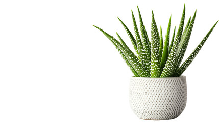 A set of aloe vera plant in a sleek, modern pot, isolated on a white background for minimalist style isolated on a transparent background