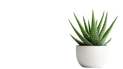A set of aloe vera plant in a stylish minimalist pot, isolated on a white background, perfect for modern design stock isolated on a transparent background