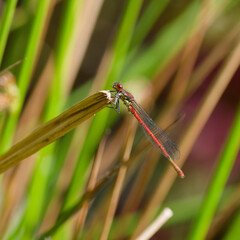 Red Damsel fly on a reed