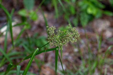The panicled bulrush (Scirpus microcarpus) known as the smallfruit bulrush, and barberpole bulrush. It is native to North America, © Denny
