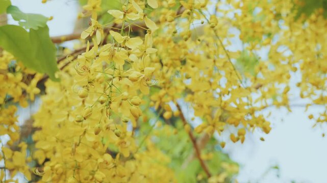 Cassia fistula flowers swinging slowly in breeze, captured on a sunny day with beautiful light.