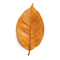 Fototapeta premium High-resolution isolated autumn leaves with vibrant orange, yellow, and red hues on a white background, perfect for seasonal designs and creative compositions.