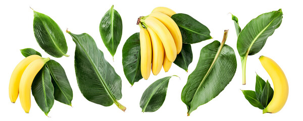 Banana fruit bunch with green leaves photography collection isolated.  PNG with transparent background. Flat lay. Without shadow.
