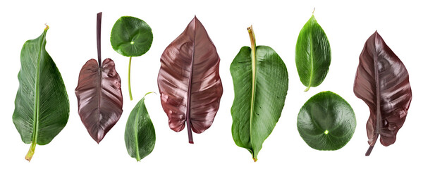 Exotic tropical green, purple leaves collection photography isolated. PNG with transparent background. Flat lay. Without shadow.