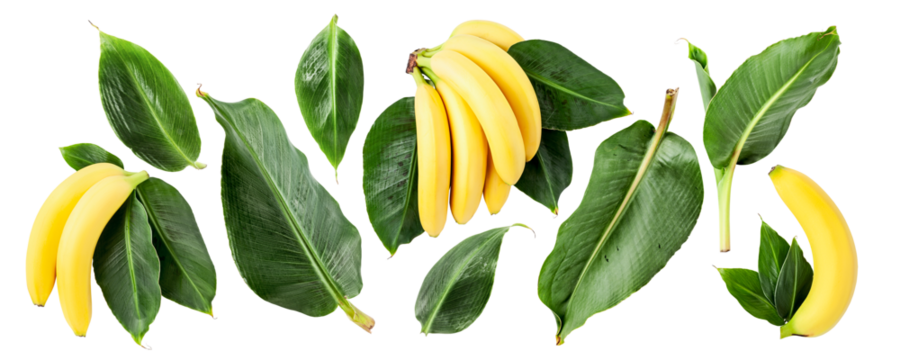 Banana fruit bunch with green leaves photography collection isolated.  PNG with transparent background. Flat lay. Without shadow. - Powered by Adobe