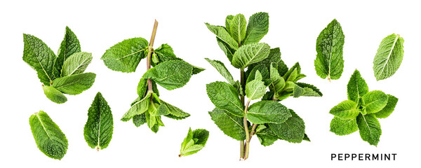 Mint fresh leaves collection photography isolated. PNG with transparent background. Flat lay. Without shadow.
