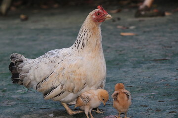 A beautiful rooster is sitting with its chicks. Many beautiful chicks including chicen
