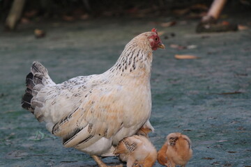 A beautiful rooster is sitting with its chicks. Many beautiful chicks including chicen