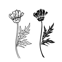 Line sketch, silhouette, stamp of wild flowers chamomile. Vector graphics.