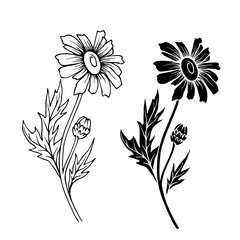 Line sketch, silhouette, stamp of wild flowers chamomile. Vector graphics.