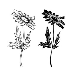 Line sketch, silhouette, stamp of wild flowers chamomile. Vector graphics.