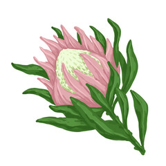 Colorful pink protea flower.Vector graphics.