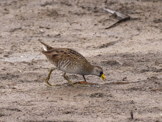 A Sora rail walking and feeding in a muddy edge of a marsh