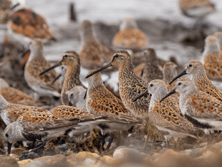 A mixed flock of Short-billed Dowitchers and Dunlin resting and feeding on the shoreline during...
