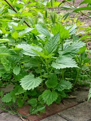 Close-up of nettle with fluffy green leaves. Background of Urtica plant growing in the ground. Nettle on natural background