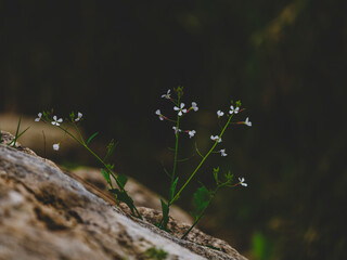 beautiful flowers in the nature