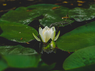 beautiful lotus flower in the forest