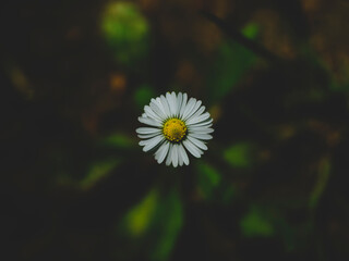 beautiful flowers in the nature