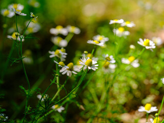 beautiful flowers in the nature