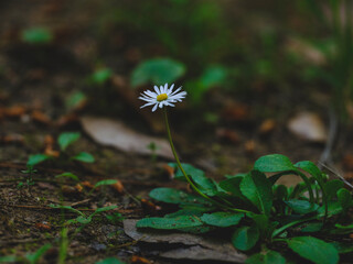 beautiful flowers in the nature