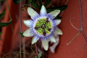planta flor maracujá - Passiflora edulis 
