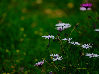 beautiful flowers in the nature