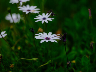 beautiful flowers in the nature