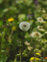 beautiful flowers in the nature