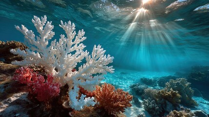 Obraz premium Underwater coral reef scene with vibrant colors and sunlight beams