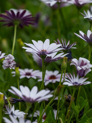 beautiful flowers in the nature