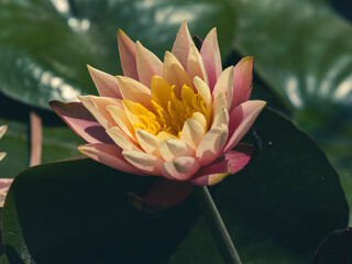 beautiful lotus flower in the forest