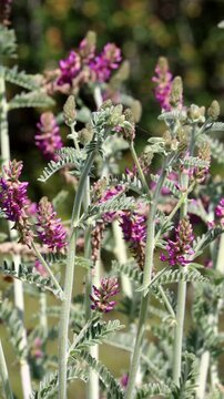 Braunton Milkvetch, Astragalus Brauntonii, a captivating native synoecious perennial suffrutescent herb displaying axillary raceme inflorescences during Spring in the Santa Monica Mountains.