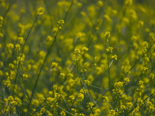 beautiful flowers in the nature