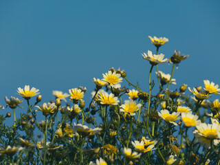 beautiful flowers in the nature