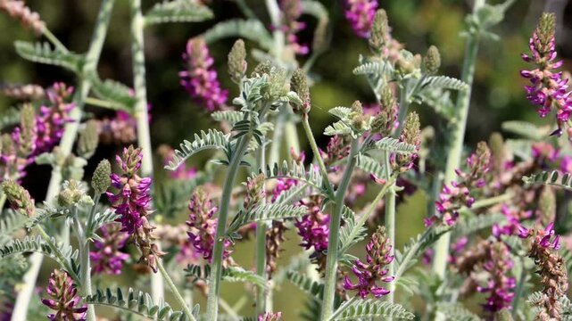 Braunton Milkvetch, Astragalus Brauntonii, a captivating native synoecious perennial suffrutescent herb displaying axillary raceme inflorescences during Spring in the Santa Monica Mountains.