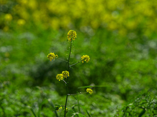 beautiful flowers in the nature