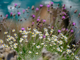 beautiful flowers in the nature